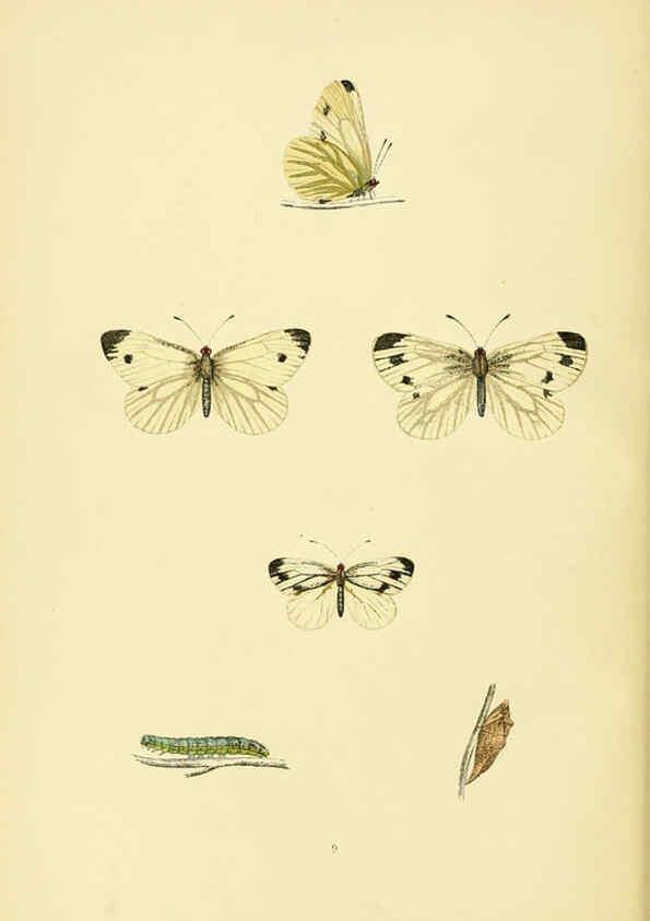 Reproducción/Reproduction 6073602398: A history of British butterflies London :John C. Nimmo,1890
