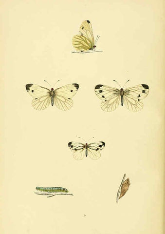 Reproducción/Reproduction 6073602398: A history of British butterflies London :John C. Nimmo,1890