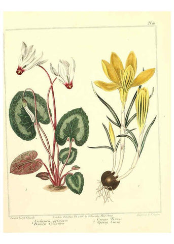 Reproducción/Reproduction 6092829428: The new botanic garden London,J. Stockdale,1812