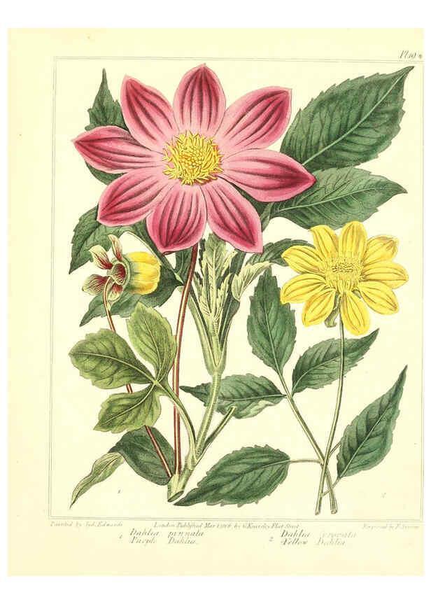Reproducción/Reproduction 6092289815: The new botanic garden London,J. Stockdale,1812