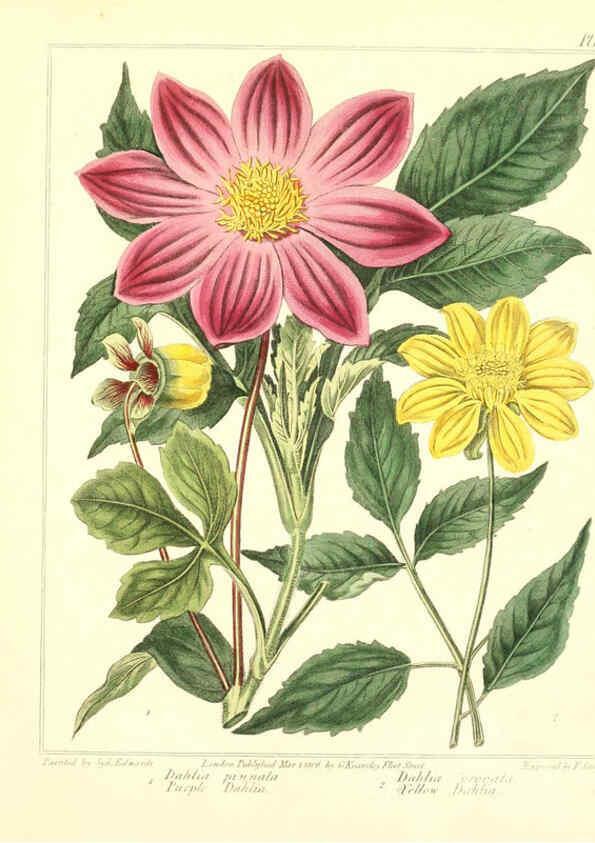 Reproducción/Reproduction 6092289815: The new botanic garden London,J. Stockdale,1812