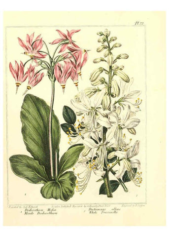 Reproducción/Reproduction 6092830168: The new botanic garden London,J. Stockdale,1812