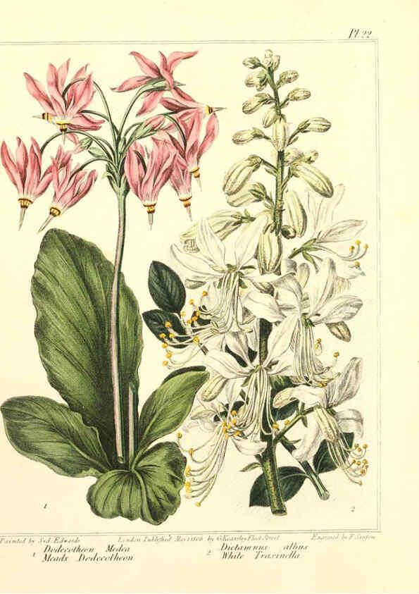 Reproducción/Reproduction 6092830168: The new botanic garden London,J. Stockdale,1812