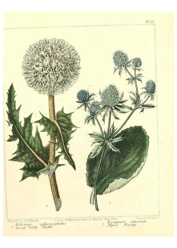 Reproducción/Reproduction 6092830398: The new botanic garden London,J. Stockdale,1812