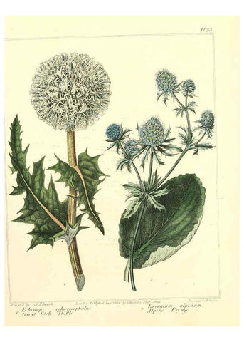 Reproducción/Reproduction 6092830398: The new botanic garden London,J. Stockdale,1812
