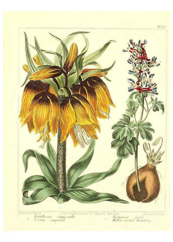 Reproducción/Reproduction 6092290851: The new botanic garden London,J. Stockdale,1812