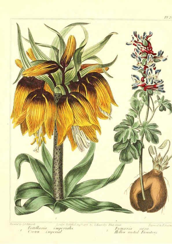 Reproducción/Reproduction 6092290851: The new botanic garden London,J. Stockdale,1812