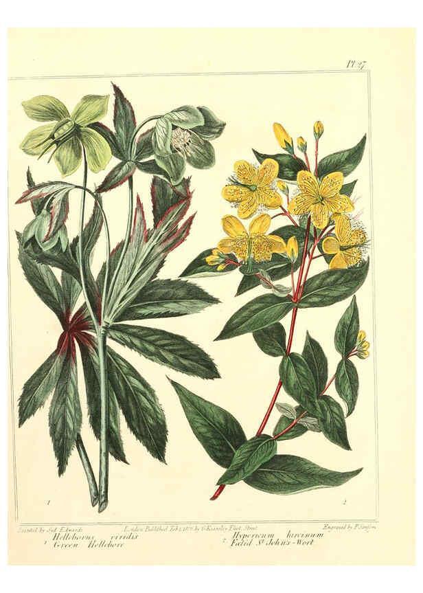 Reproducción/Reproduction 6092291219: The new botanic garden London,J. Stockdale,1812