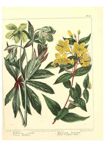 Reproducción/Reproduction 6092291219: The new botanic garden London,J. Stockdale,1812