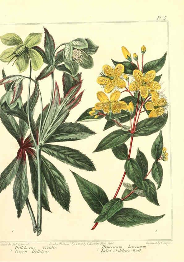Reproducción/Reproduction 6092291219: The new botanic garden London,J. Stockdale,1812