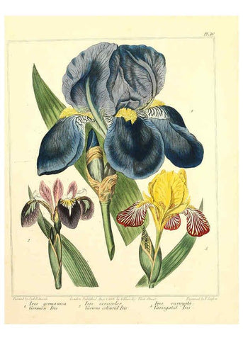 Reproducción/Reproduction 6092291849: The new botanic garden London,J. Stockdale,1812