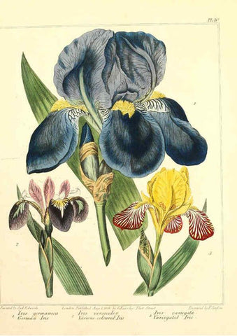 Reproducción/Reproduction 6092291849: The new botanic garden London,J. Stockdale,1812