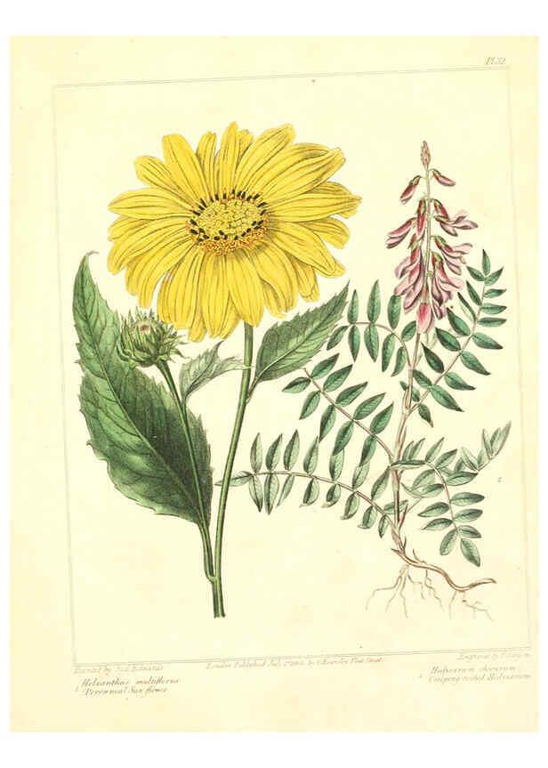Reproducción/Reproduction 6092292137: The new botanic garden London,J. Stockdale,1812