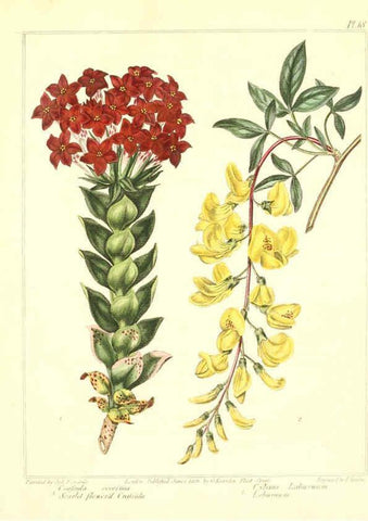 Reproducción/Reproduction 6092289361: The new botanic garden London,J. Stockdale,1812