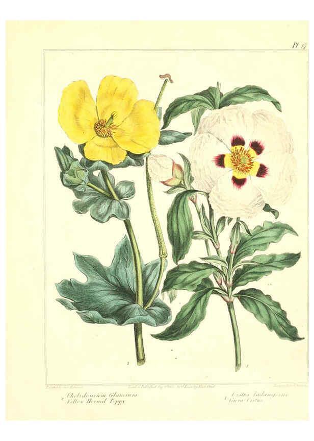 Reproducción/Reproduction 6092289123: The new botanic garden London,J. Stockdale,1812