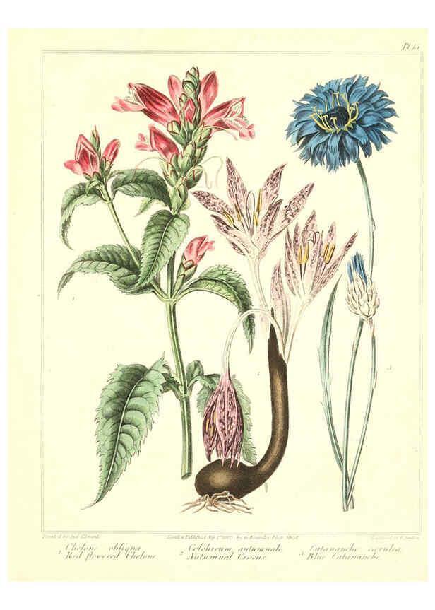 Reproducción/Reproduction 6092828570: The new botanic garden London,J. Stockdale,1812