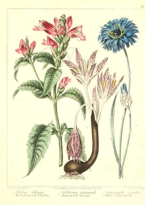 Reproducción/Reproduction 6092828570: The new botanic garden London,J. Stockdale,1812