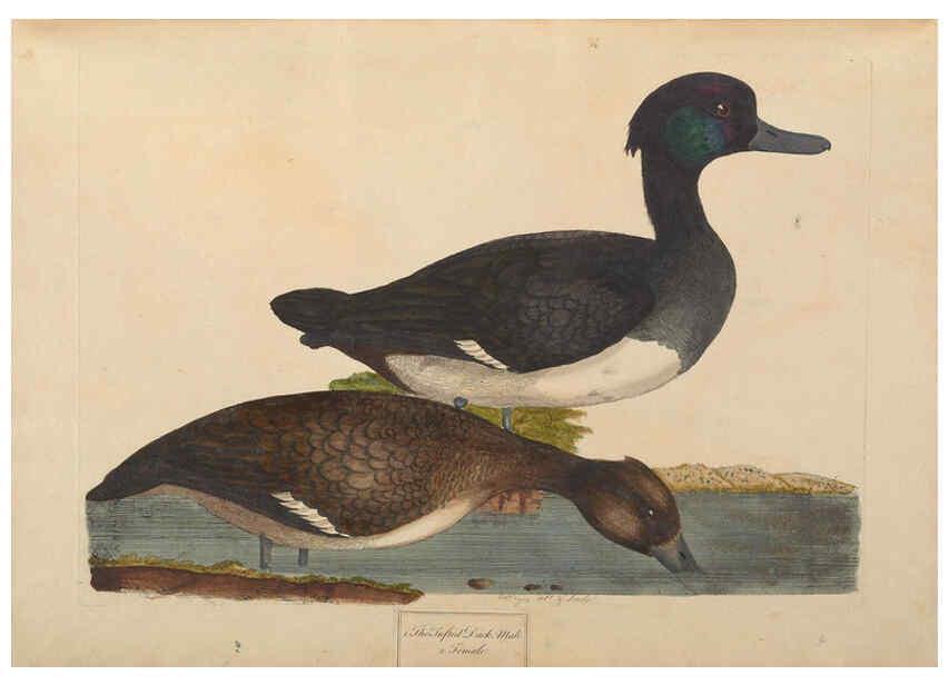 Reproducción/Reproduction 6092235505: A natural history of British birds London :Printed for S. Hooper,1775