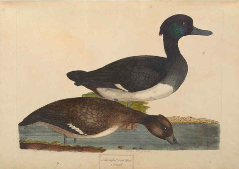 Reproducción/Reproduction 6092235505: A natural history of British birds London :Printed for S. Hooper,1775