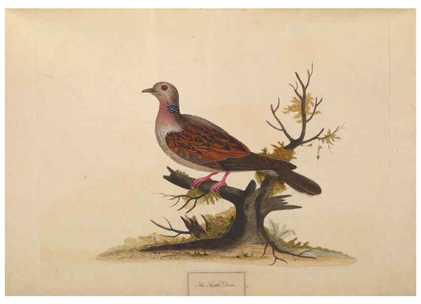 Reproducción/Reproduction 6092775494: A natural history of British birds London :Printed for S. Hooper,1775