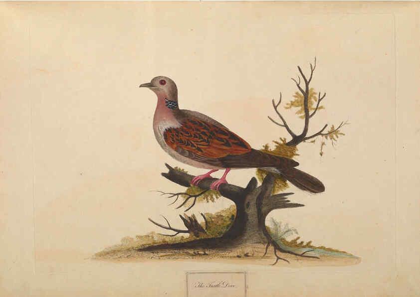 Reproducción/Reproduction 6092775494: A natural history of British birds London :Printed for S. Hooper,1775