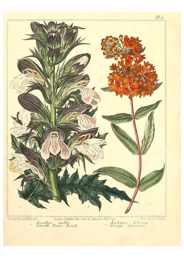 Reproducción/Reproduction 6092285975: The new botanic garden London,J. Stockdale,1812