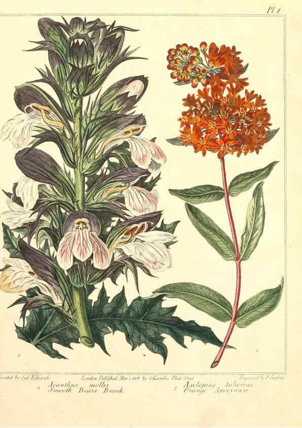 Reproducción/Reproduction 6092285975: The new botanic garden London,J. Stockdale,1812