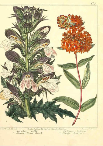 Reproducción/Reproduction 6092285975: The new botanic garden London,J. Stockdale,1812