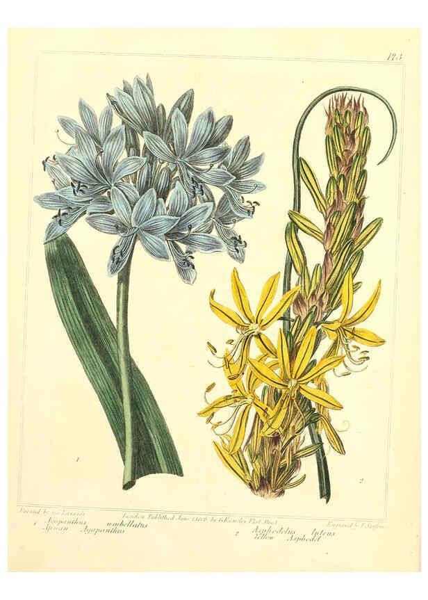 Reproducción/Reproduction 6092826080: The new botanic garden London,J. Stockdale,1812