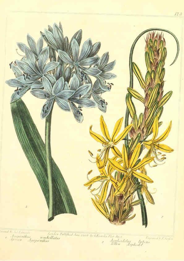Reproducción/Reproduction 6092826080: The new botanic garden London,J. Stockdale,1812