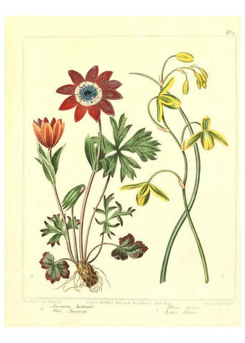 Reproducción/Reproduction 6092286767: The new botanic garden London,J. Stockdale,1812