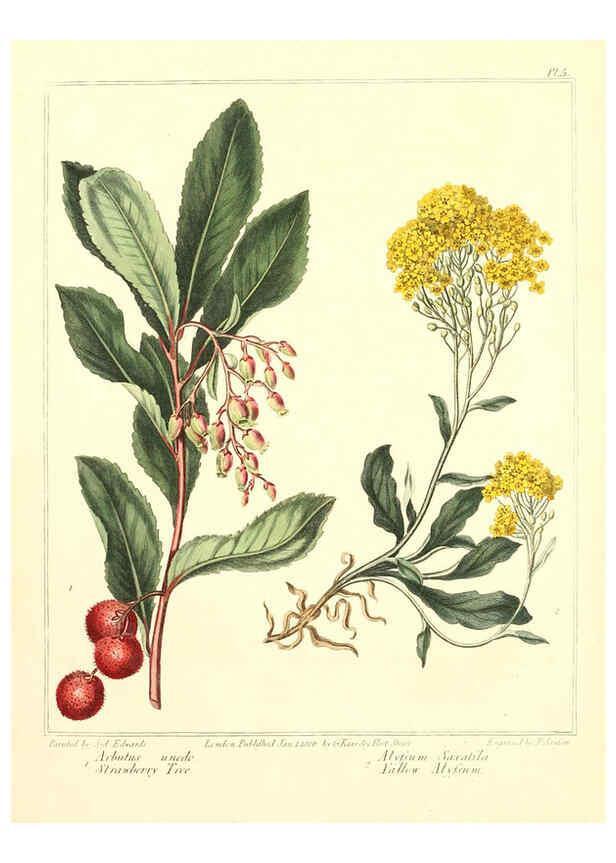Reproducción/Reproduction 6092286917: The new botanic garden London,J. Stockdale,1812