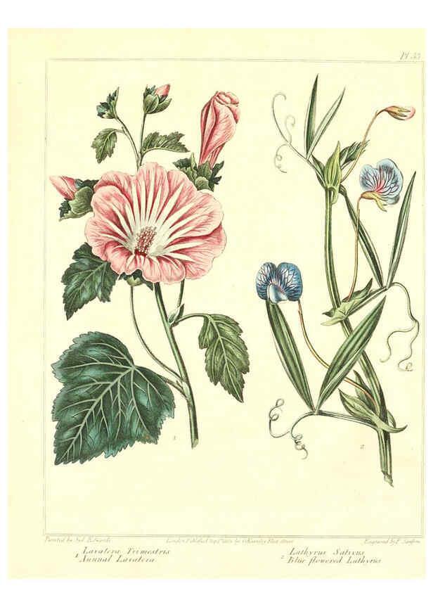 Reproducción/Reproduction 6092832602: The new botanic garden London,J. Stockdale,1812