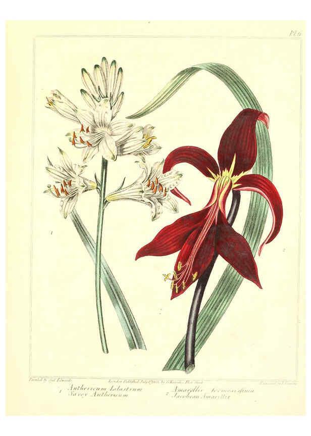 Reproducción/Reproduction 6092826758: The new botanic garden London,J. Stockdale,1812