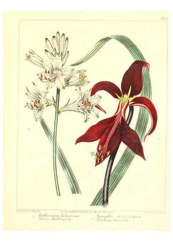 Reproducción/Reproduction 6092826758: The new botanic garden London,J. Stockdale,1812