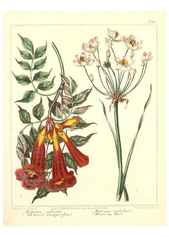 Reproducción/Reproduction 6092827718: The new botanic garden London,J. Stockdale,1812