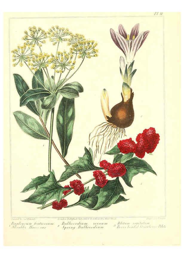 Reproducción/Reproduction 6092827888: The new botanic garden London,J. Stockdale,1812