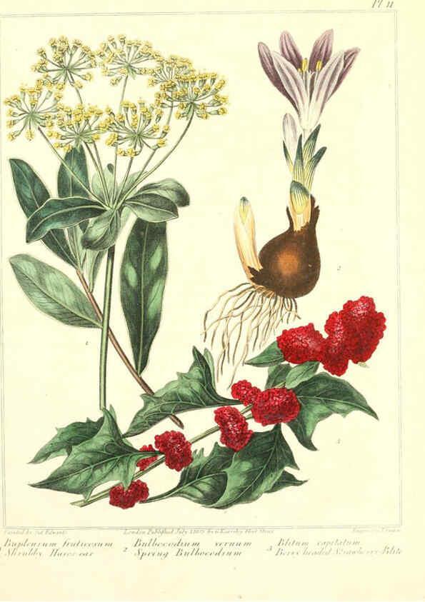 Reproducción/Reproduction 6092827888: The new botanic garden London,J. Stockdale,1812
