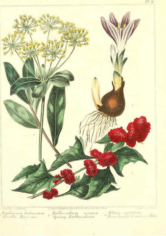 Reproducción/Reproduction 6092827888: The new botanic garden London,J. Stockdale,1812