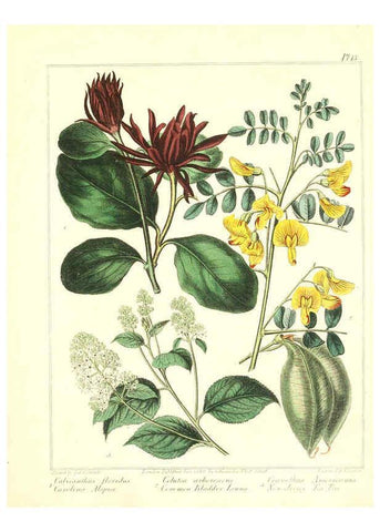 Reproducción/Reproduction 6092828188: The new botanic garden London,J. Stockdale,1812