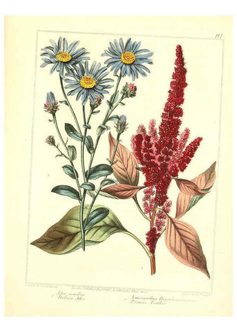Reproducción/Reproduction 6092826992: The new botanic garden London,J. Stockdale,1812