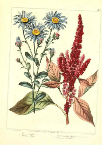 Reproducción/Reproduction 6092826992: The new botanic garden London,J. Stockdale,1812