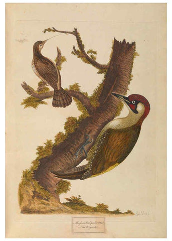 Reproducción/Reproduction 6092774926: A natural history of British birds London :Printed for S. Hooper,1775