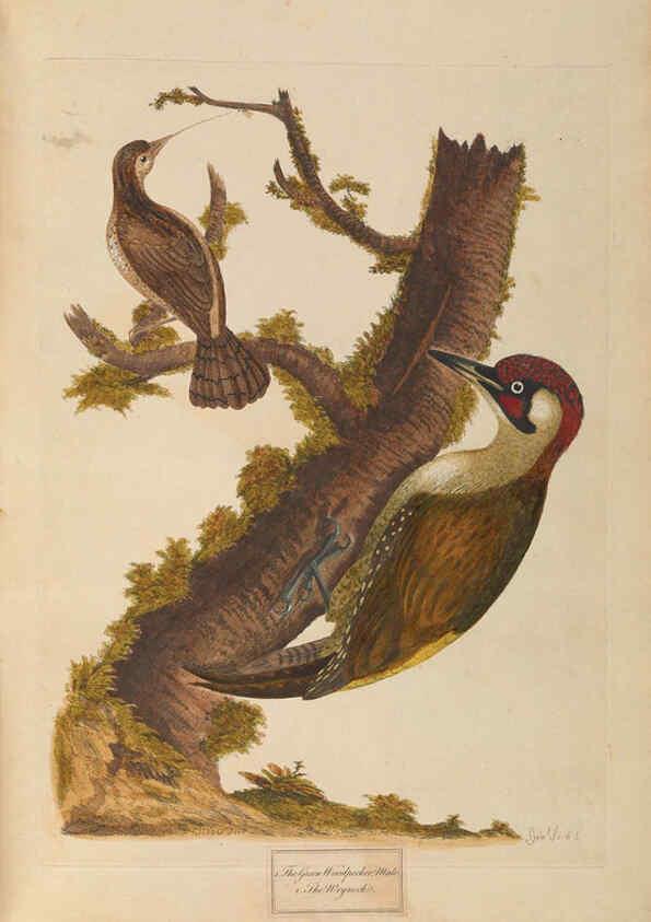 Reproducción/Reproduction 6092774926: A natural history of British birds London :Printed for S. Hooper,1775