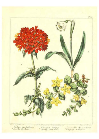 Reproducción/Reproduction 6092832866: The new botanic garden London,J. Stockdale,1812