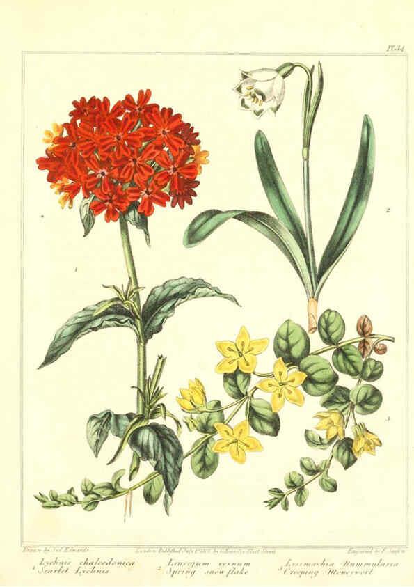 Reproducción/Reproduction 6092832866: The new botanic garden London,J. Stockdale,1812