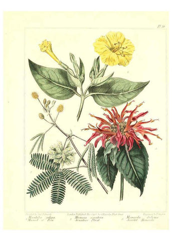Reproducción/Reproduction 6092833212: The new botanic garden London,J. Stockdale,1812