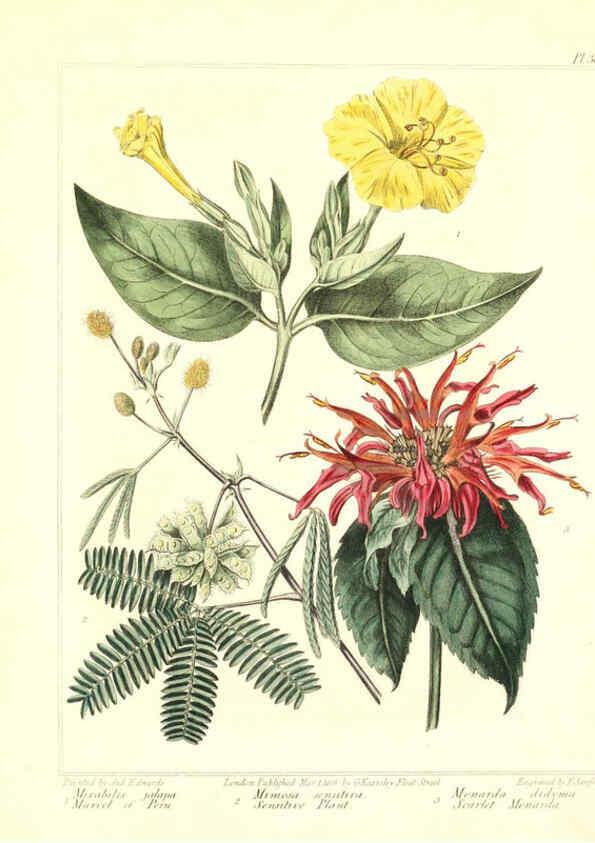Reproducción/Reproduction 6092833212: The new botanic garden London,J. Stockdale,1812
