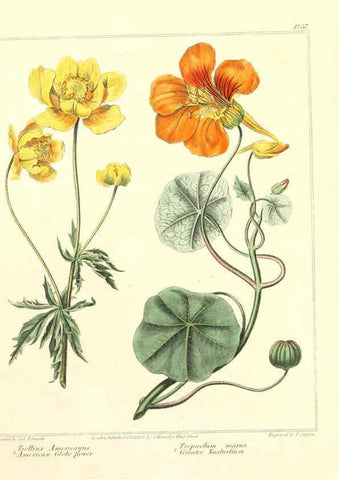 Reproducción/Reproduction 6092297751: The new botanic garden London,J. Stockdale,1812