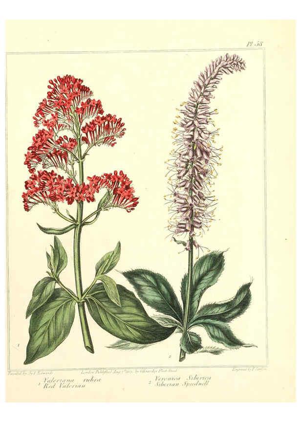 Reproducción/Reproduction 6092838130: The new botanic garden London,J. Stockdale,1812